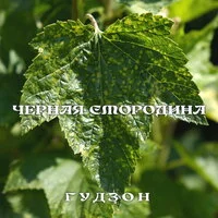 ГУДЗОН - Чёрная смородина 